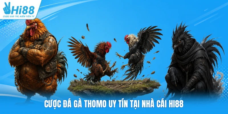 Cược đá gà Thomo uy tín tại nhà cái Hi88