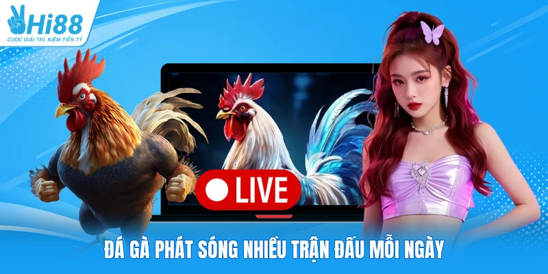 Đá gà phát sóng nhiều trận đấu mỗi ngày